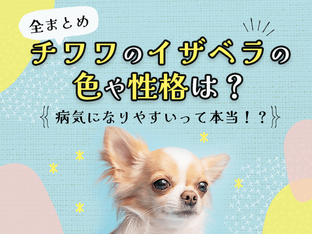チワワのイザベラの色や性格記事のサムネイル