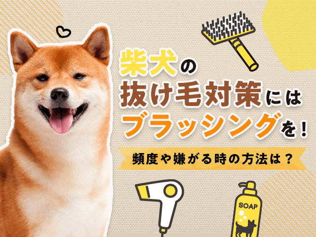 柴犬の抜け毛対策記事のサムネイル