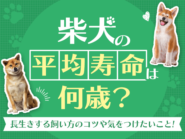 柴犬の平均寿命記事のサムネイル