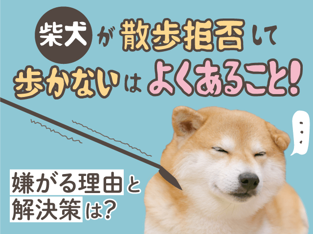 柴犬が散歩拒否の解決策記事のサムネイル