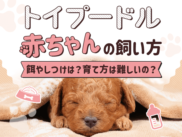 トイプードル赤ちゃんの飼い方記事のサムネイル