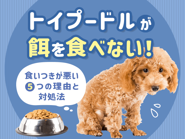トイプードルが餌を食べない理由と対処法記事のサムネイル