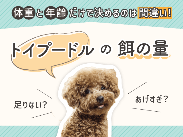 トイプードルの餌の量記事のサムネイル