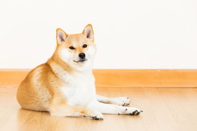 こちらを向いている柴犬