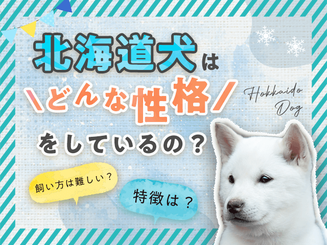 北海道犬の性格・特徴・飼い方に関する記事のサムネイル