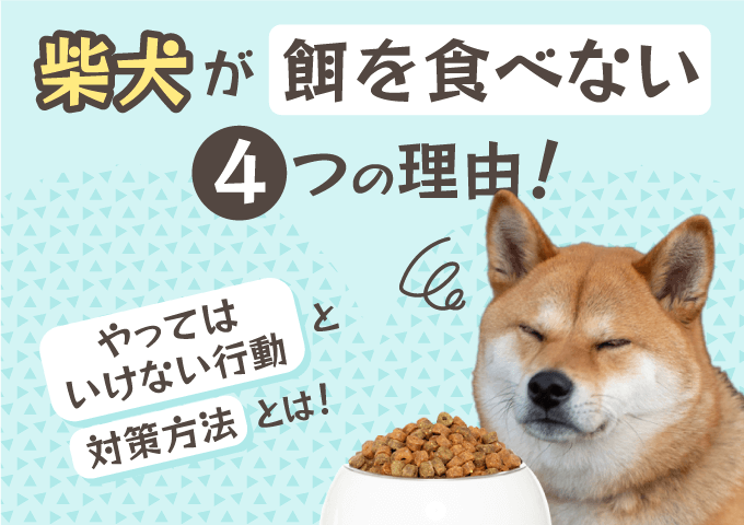 柴犬が餌を食べない4つの理由と対策方法記事のサムネイル