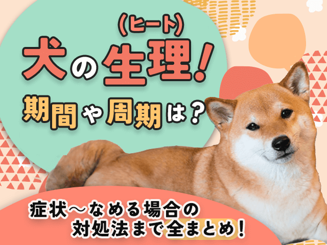 犬の生理記事のサムネイル