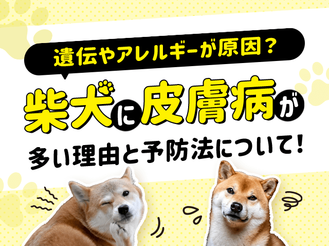 柴犬の皮膚病に関する記事のサムネイル