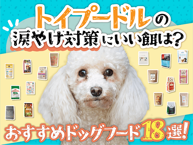 トイプードルの涙やけにおすすめのドッグフード記事のサムネイル