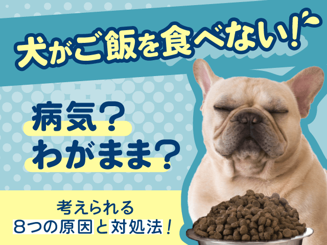 犬がご飯を食べない原因と対処法記事のサムネイル