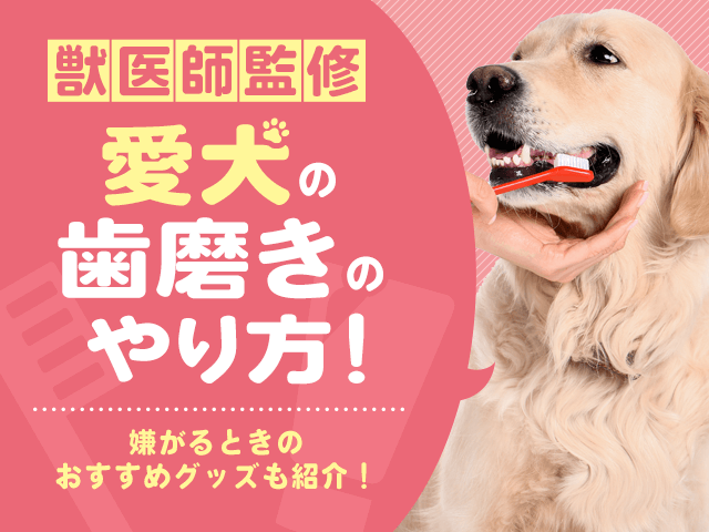 愛犬の歯磨きのやり方記事のサムネイル