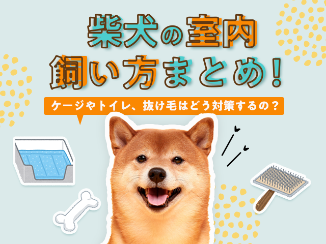 柴犬の室内飼い方まとめ記事のサムネイル