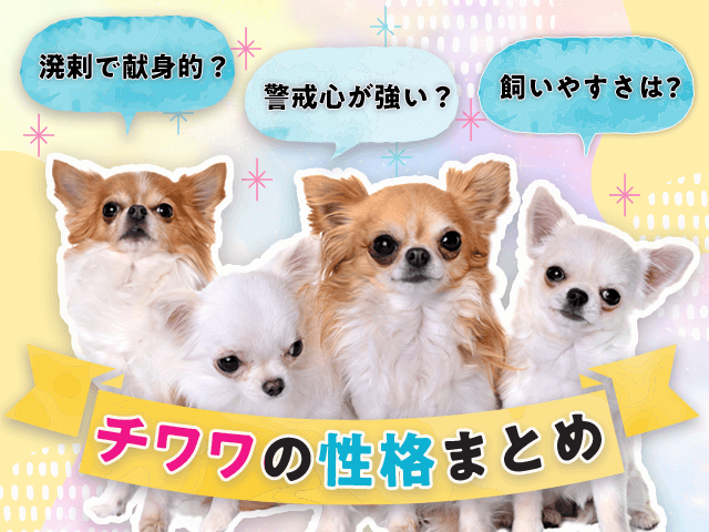 チワワの性格まとめ記事のサムネイル