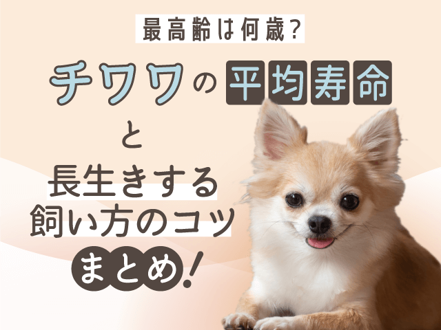 チワワの平均寿命と長生きのコツ記事のサムネイル