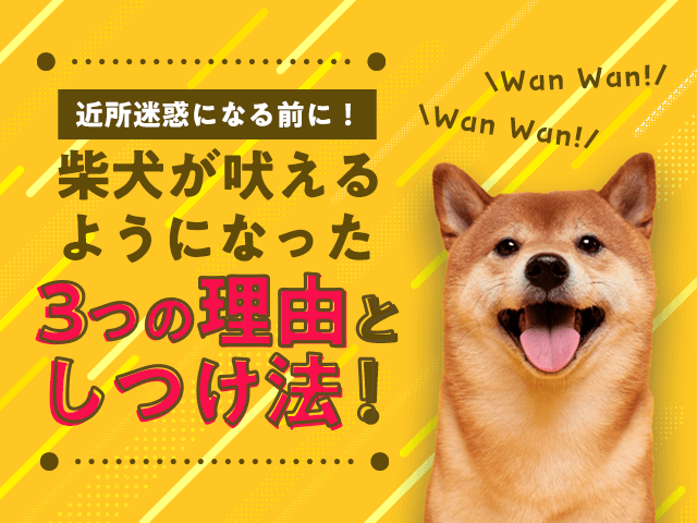 柴犬が吠えるようになった3つの理由としつけ法記事のサムネイル