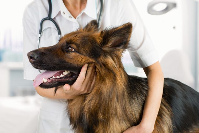病院で検診を受ける犬