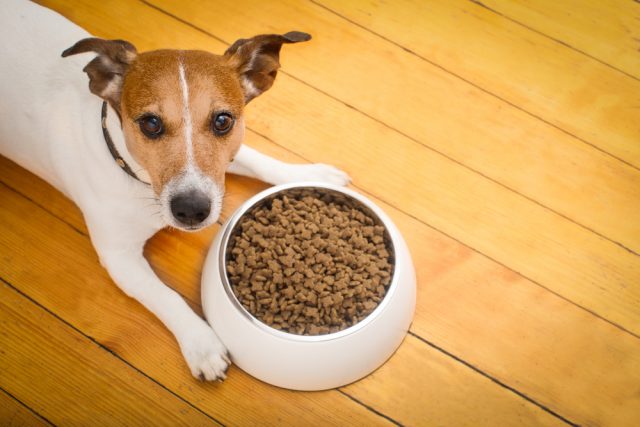 ドッグフードを今から食べる犬
