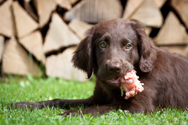 お肉を食べている犬