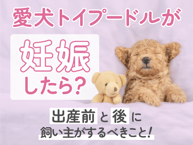 トイプードルの妊娠記事のサムネイル