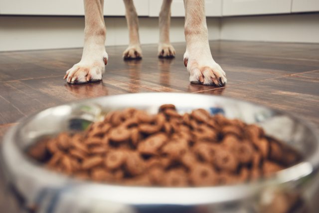 ドッグフードと犬の足