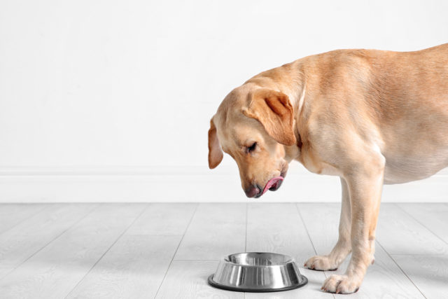 犬の食後