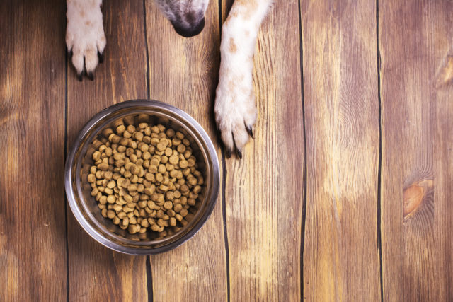 犬の足とドッグフード