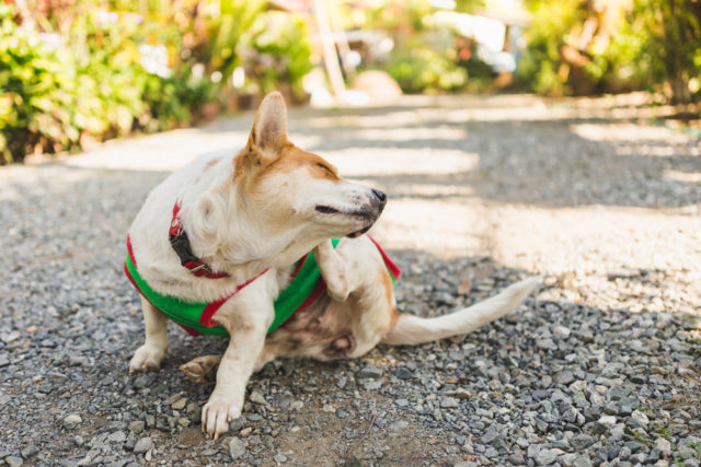 頭をかいている犬