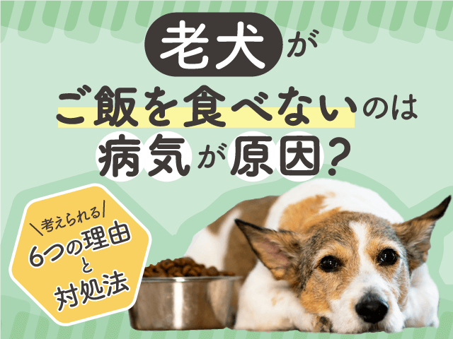 老犬がご飯を食べない原因と対処法記事のサムネイル