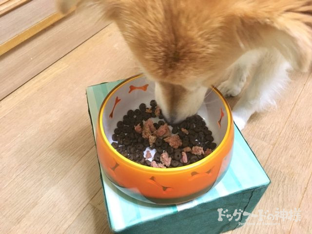 カナガンウェットを食べている愛犬