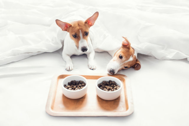 ご飯を眺めている犬たち