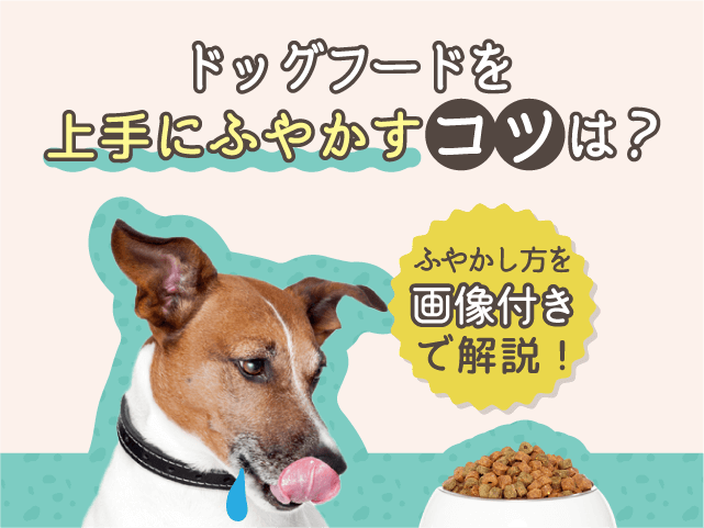 ドッグフードをふやかすコツの記事のサムネイル