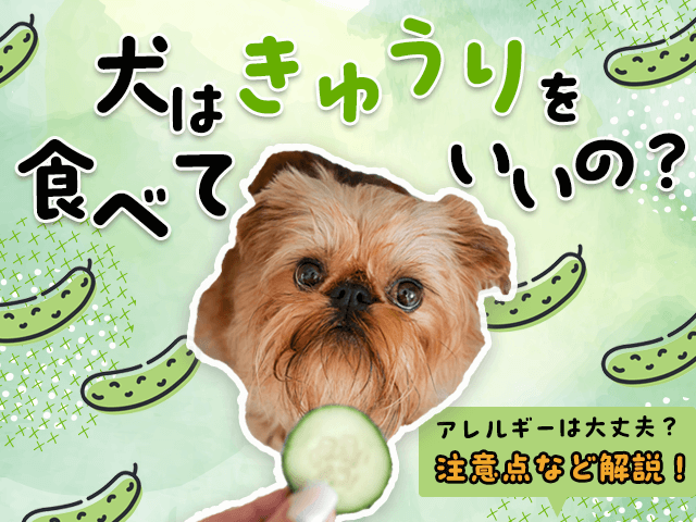 犬はきゅうりを食べて良いか記事のサムネイル
