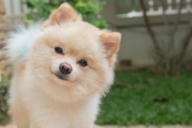 ふわふわでかわいいポメラニアン