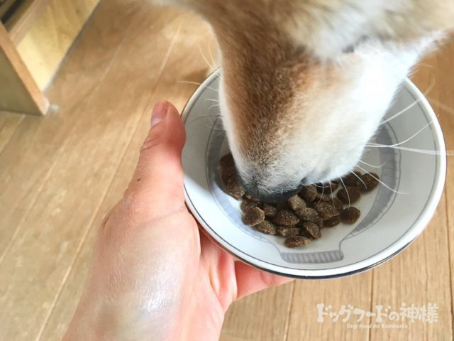 ヤムヤムヤムを食べている犬