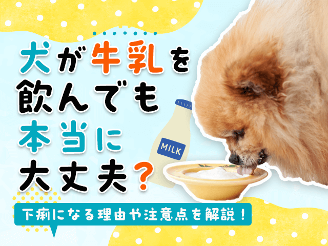 犬が牛乳を飲んでも本当に大丈夫？記事のサムネイル