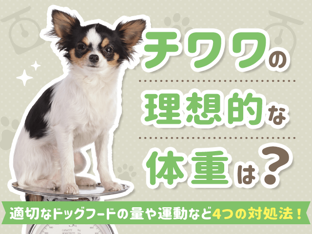 チワワの理想的な体重記事のサムネイル