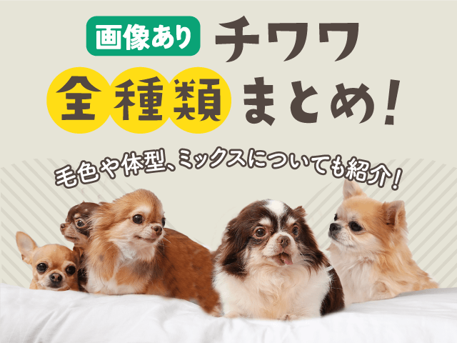 チワワ全種類まとめ記事のサムネイル