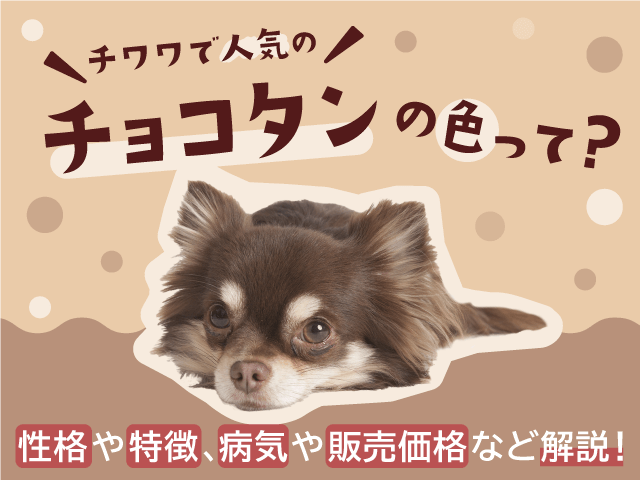 チワワで人気のチョコタン記事のサムネイル