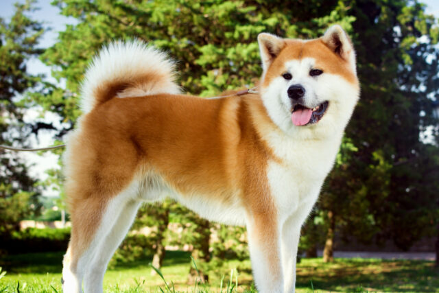 こちらを向いている秋田犬