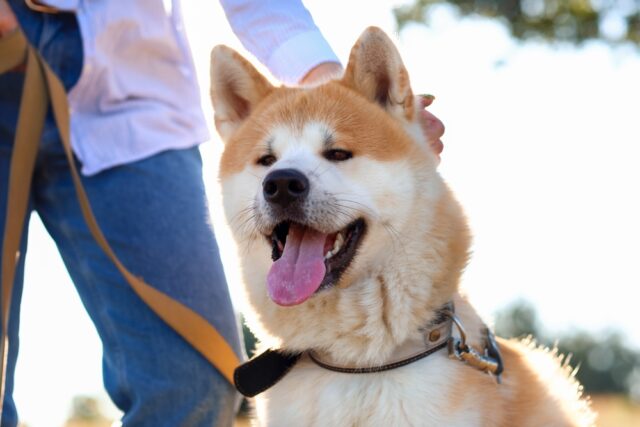 頭を撫でてもらっている秋田犬