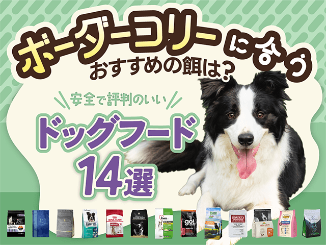 ボーダーコリーにおすすめのドッグフード記事のサムネイル