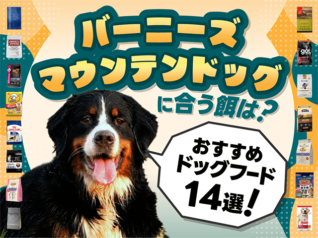 バーニーズマウンテンドッグにおすすめのドッグフードのサムネイル