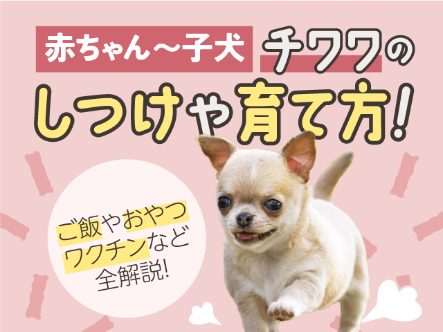 赤ちゃん～子犬チワワのしつけや育て方記事のサムネイル