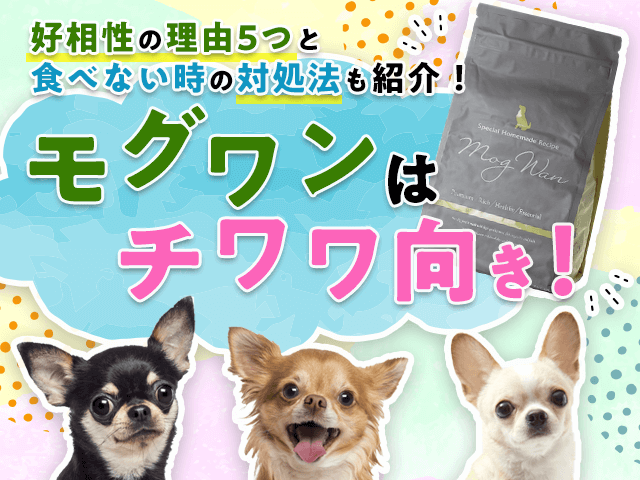モグワンはチワワ向き記事のサムネイル