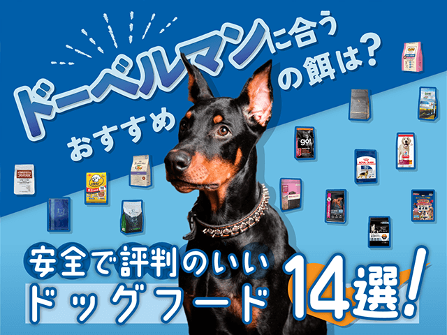 ドーベルマンにおすすめのドッグフード記事のサムネイル