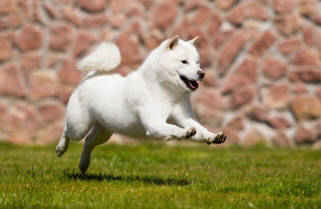 元気に走っている北海道犬