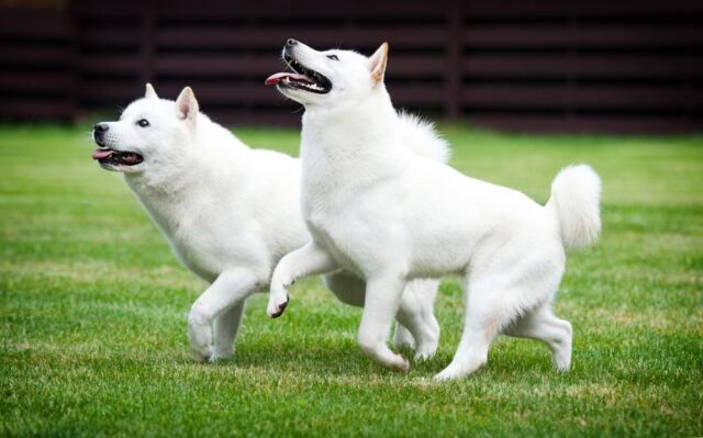 仲の良い2匹の北海道犬