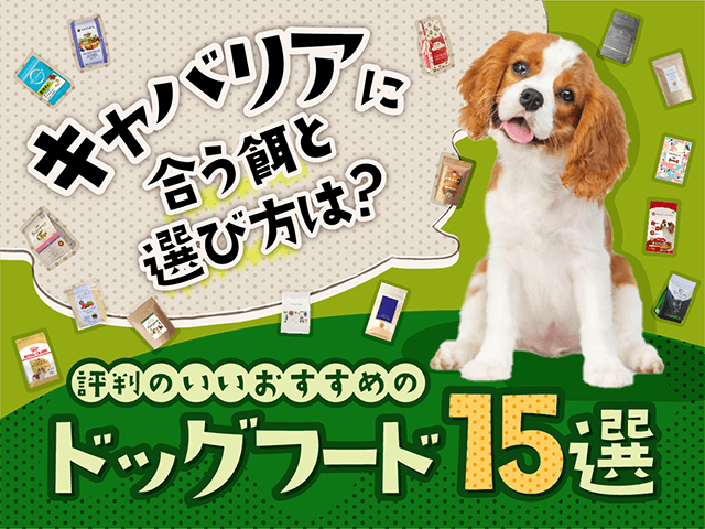 キャバリアのおすすめのドッグフード記事のサムネイル
