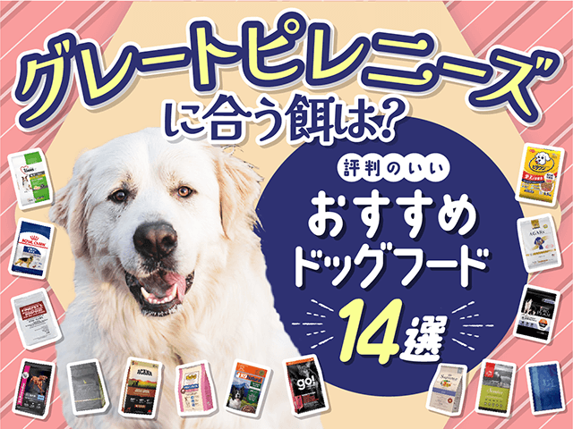 グレートピレニーズにおすすめのドッグフードのサムネイル