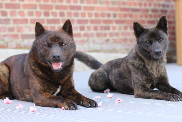 2匹の甲斐犬